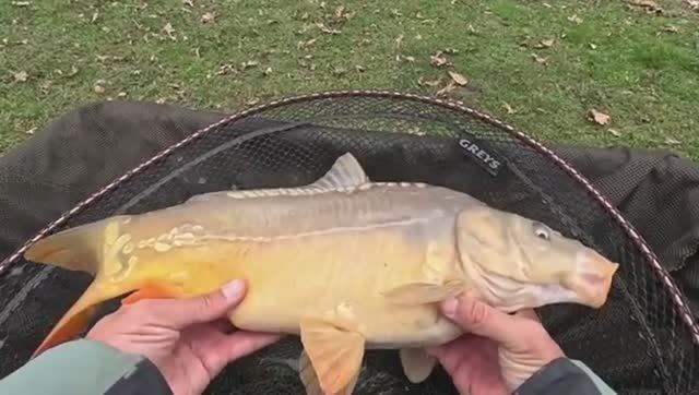 Рыбалка на флэт фидер, ловля карпа зимой по холодной воде. смотреть онлайн