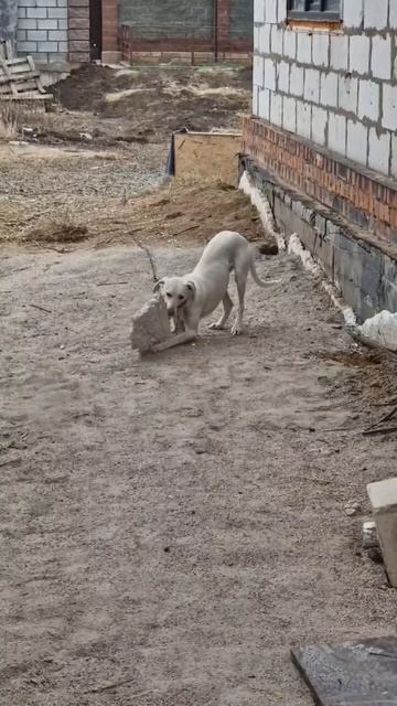 Веселая собачка!!! смотреть онлайн