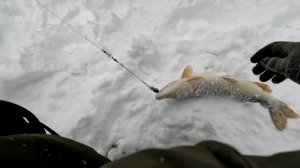 11 декабря 2025 г.Немного щучки