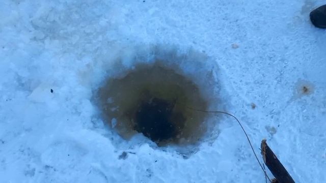 Таймень не подошел, налима оставили в качестве живца. Трудовая рыбалка на Зее смотреть онлайн