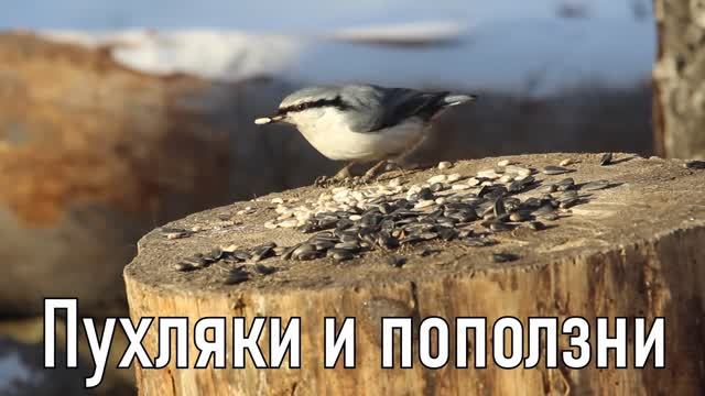 Поползни и пухляки | Ураловед смотреть онлайн