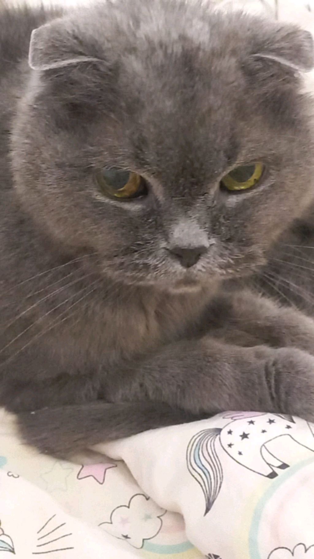 #рисуюкотовмелками