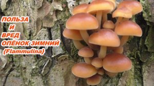 УШЁЛ В ДЕБРИ В ПОХОД ПО ГРИБЫ! ГРИБНОЙ ДЕКАБРЬ! Польза и вред опёнок зимний  {Flammulina}