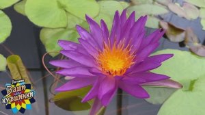 Нимфея Madinina (остров Мадинина) кувшинка, waterlily, водные растения, пруд