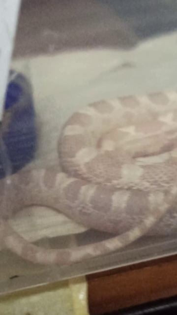 Милый рулончик! 6 декабря 2025 г. смотреть онлайн