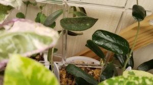 Обзор моих растений. Часть 2.