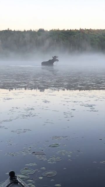 Завораживающее зрелище!😍 смотреть онлайн