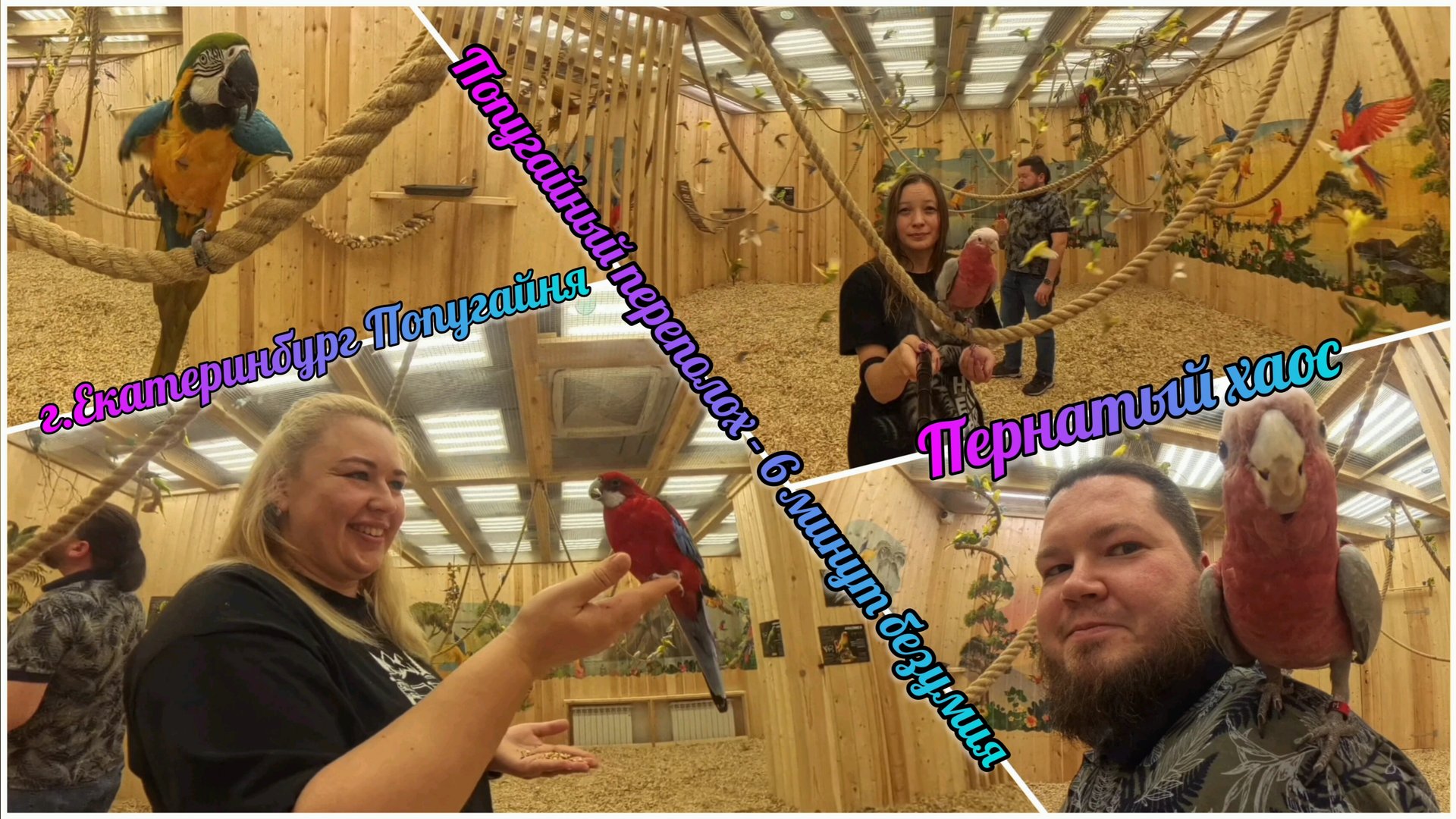 09.11.2025 Попугайня. В гостях у пернатых болтунов. смотреть онлайн