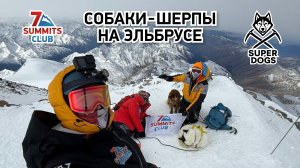 Собаки-шерпы на Эльбрусе. Восхождение, которое войдёт в историю!
