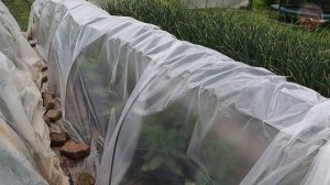 Что лучше спасает растения от холода весной и летом плёнка или спанбонд? Делюсь многолетним опытом.