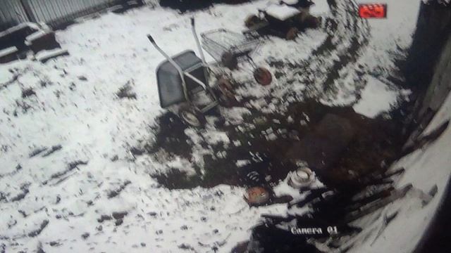 Драка за еду. Уносят ее в свои тайники ПОДПИШИСЬ смотреть онлайн