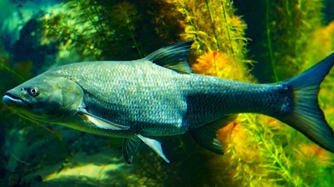 На меня вышли 3 жереха смотреть онлайн