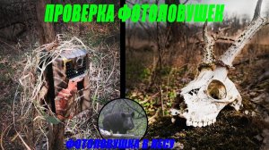 Иду на солонец. Что сняла фотоловушка. Интересные находки Фотоловушка в лесу