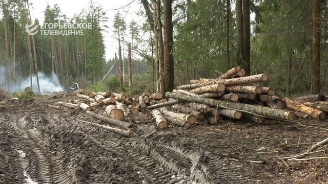 Лесничие продолжают наводить чистоту в егорьевских лесах смотреть онлайн