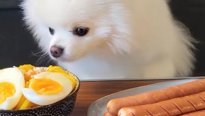 🔥🍲 Мукбанг и Mukbang : ОКАЗЫВАЕТСЯ, БЫВАЕТ И СОБАЧИЙ! 🐶🍜 ПОМЕРАНЕЦ ЕСТ ЛАПШУ И СОСИСКИ | ASMR