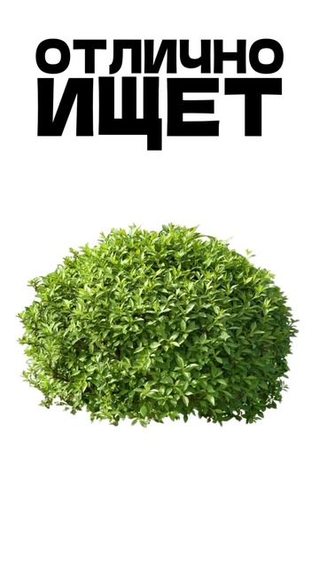 ЛУЧШИЕ СОБАКИ ДЛЯ ОХОТЫ! #shorts #охота смотреть онлайн