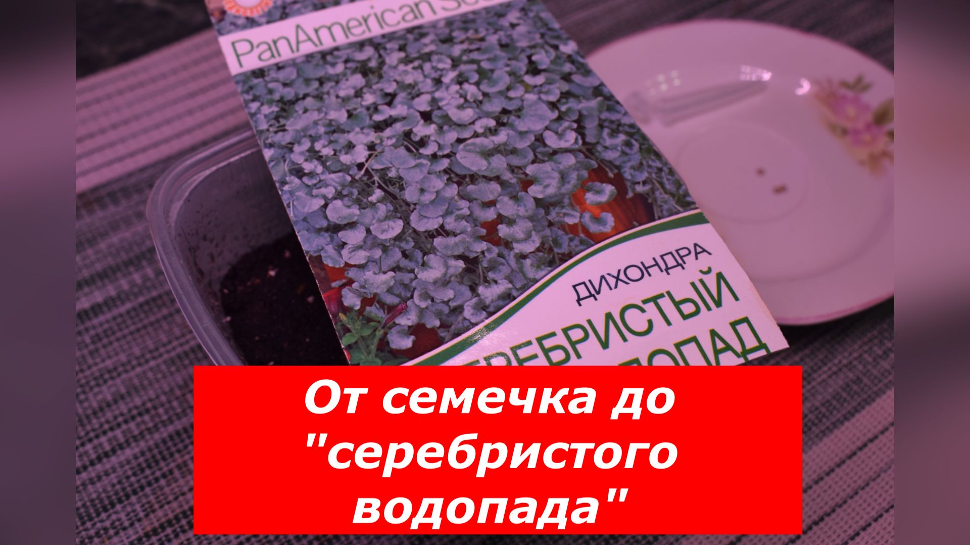 Дихондра. Пошаговый план посева дихондры на рассаду. смотреть онлайн