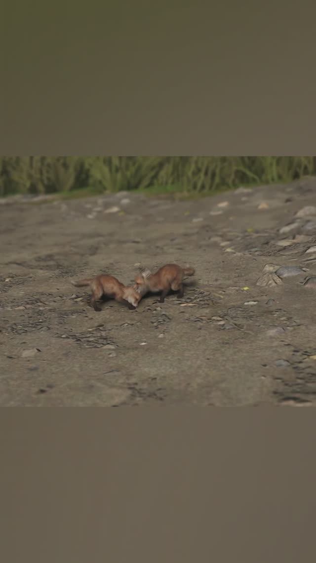 Лисята - Assassin Creed Shadows смотреть онлайн