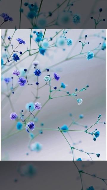 Футаж. Фон. Цветы. смотреть онлайн