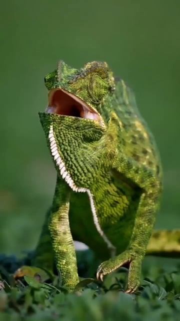 Индийский хамелеон яркий представитель семейства хамелеонов, обитающий в Индии и на Шри-Ланке. смотреть онлайн