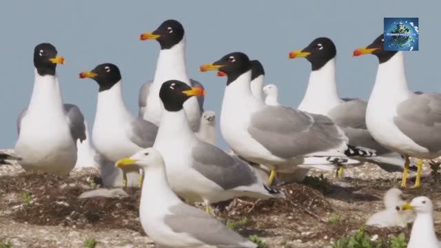 Какие животные обитают на водоёмах смотреть онлайн