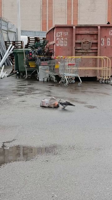 каркуша смотреть онлайн