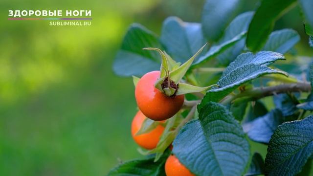 Исцеление Ног*Здоровые, Крепкие, Сильные Ноги*Скрытые Аффирмации*Саблиминал. смотреть онлайн