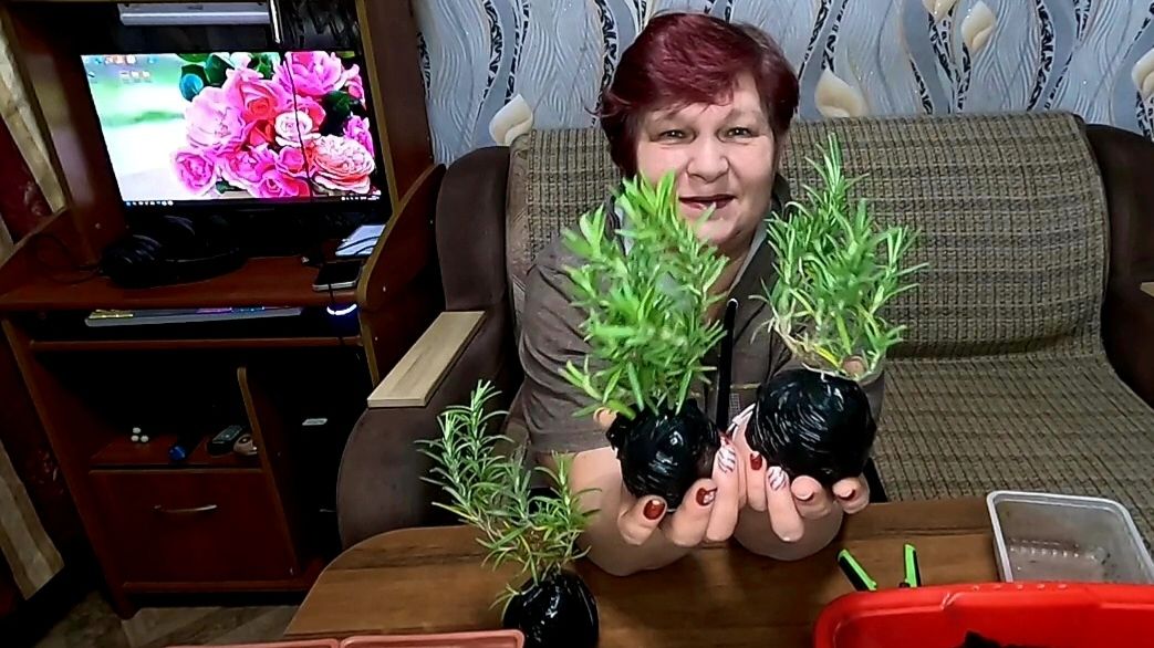 СЕКРЕТЫ РОЗМАРИНА! Как вырастить полезную пряность дома!! смотреть онлайн