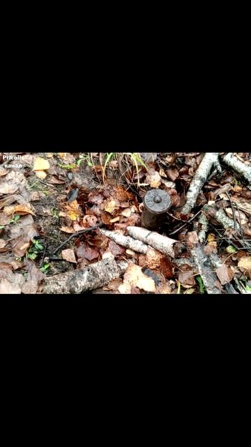 Что за предмет в лесу на Брыкове по дороге на лагерь Сосновый бор