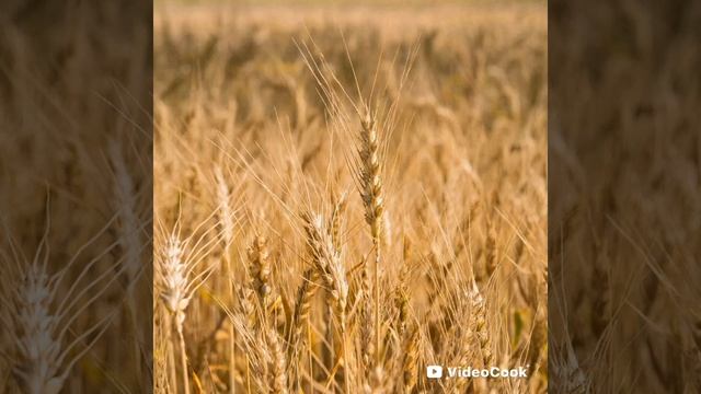 О чём Природа может нам поведать смотреть онлайн