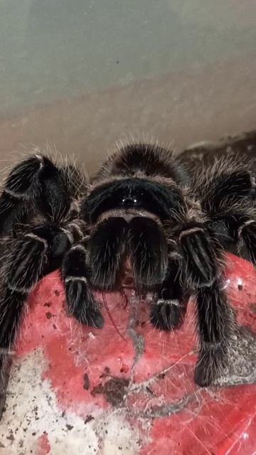 Машенька и мраморный таракан... 10 декабря 2025 г. смотреть онлайн