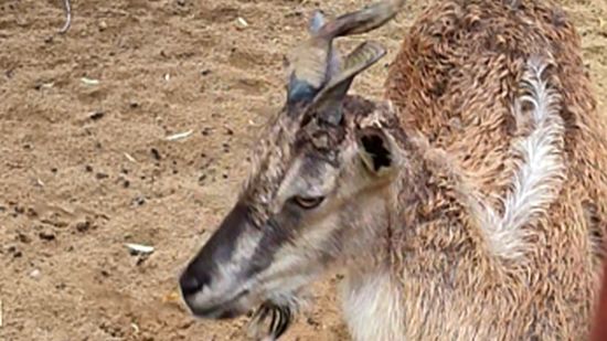 Винторогий козел смотреть онлайн