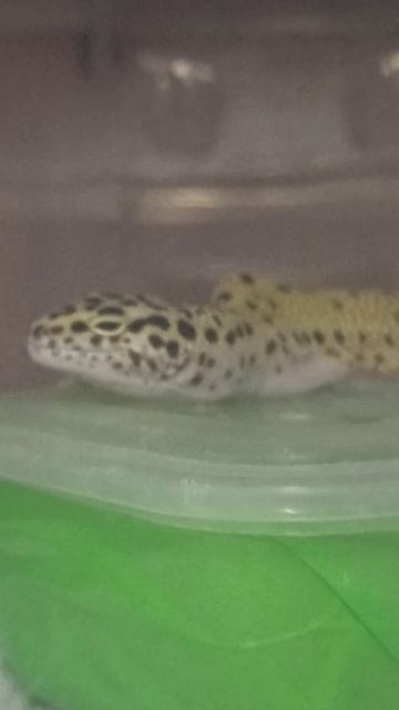 Тихий час у рептилий. 10 декабря 2025 г. смотреть онлайн