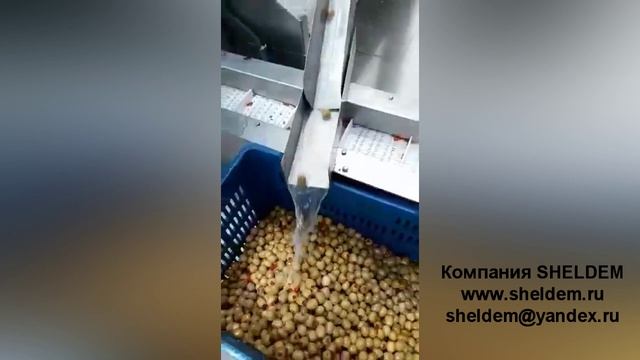 Машина для оливок с заполнением овощами или мясом