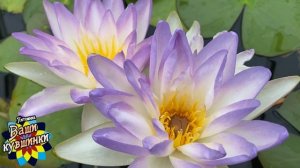 Нимфея  Blue Sky (Голубое небо) кувшинка, waterlily, водные растения, пруд