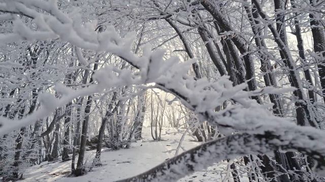 ZenoiX - “December”