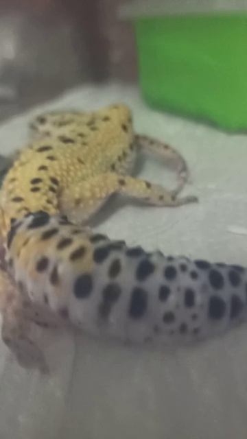 Квазя спит... 8 декабря 2025 г. смотреть онлайн