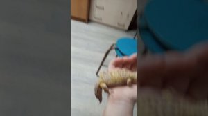 мой эублефар