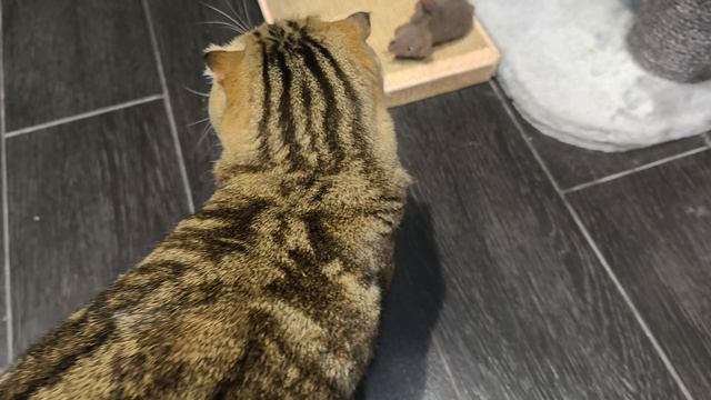 Доброго утра всём хорошим людям😃🍩☕ смотреть онлайн