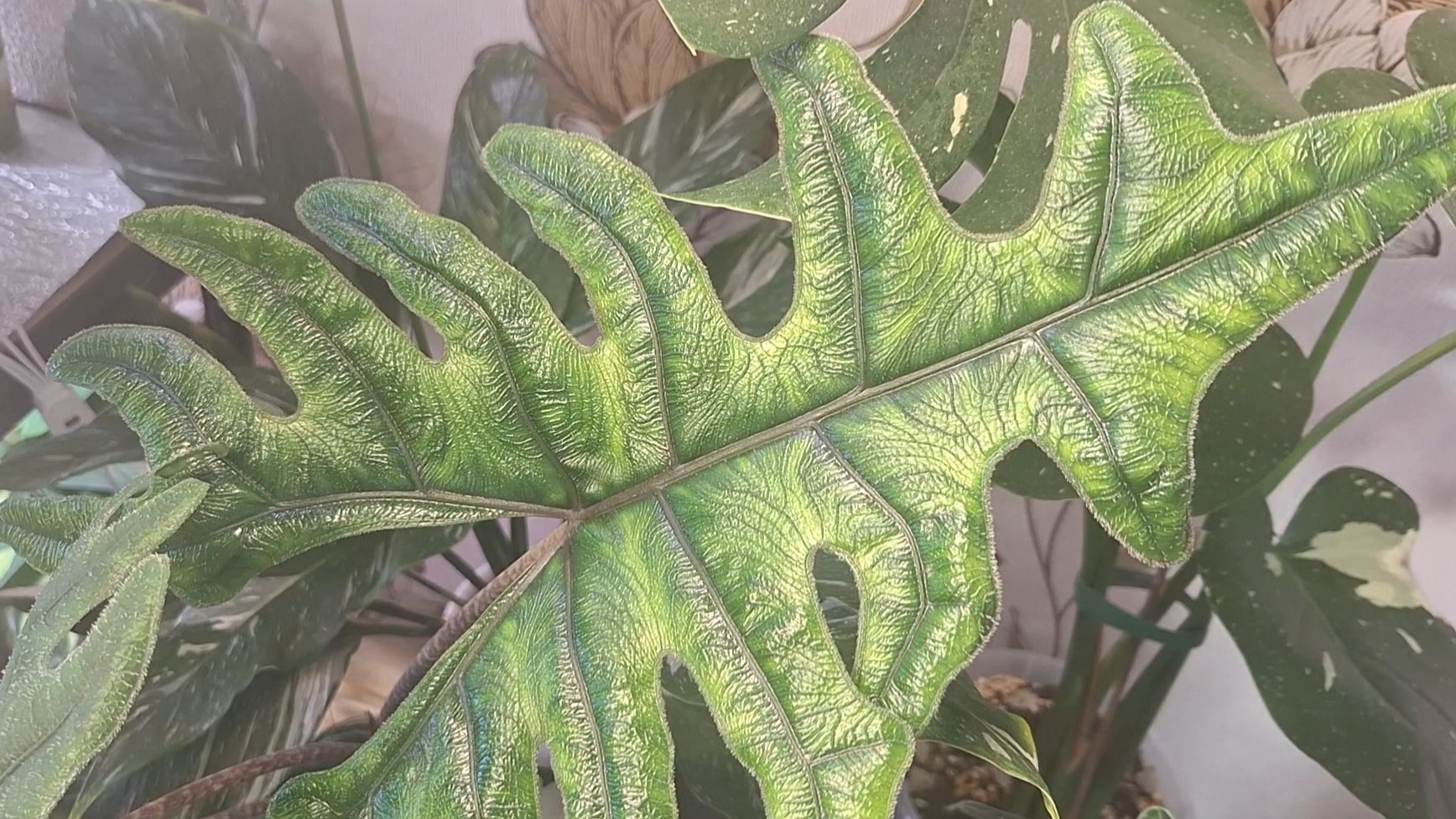 Цветочные новости. ДЕКАБРЬ смотреть онлайн