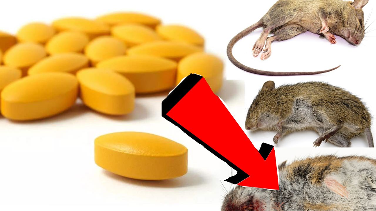 Как избавиться от мышей навсегда За 1 минуту.!!!!!!!. смотреть онлайн