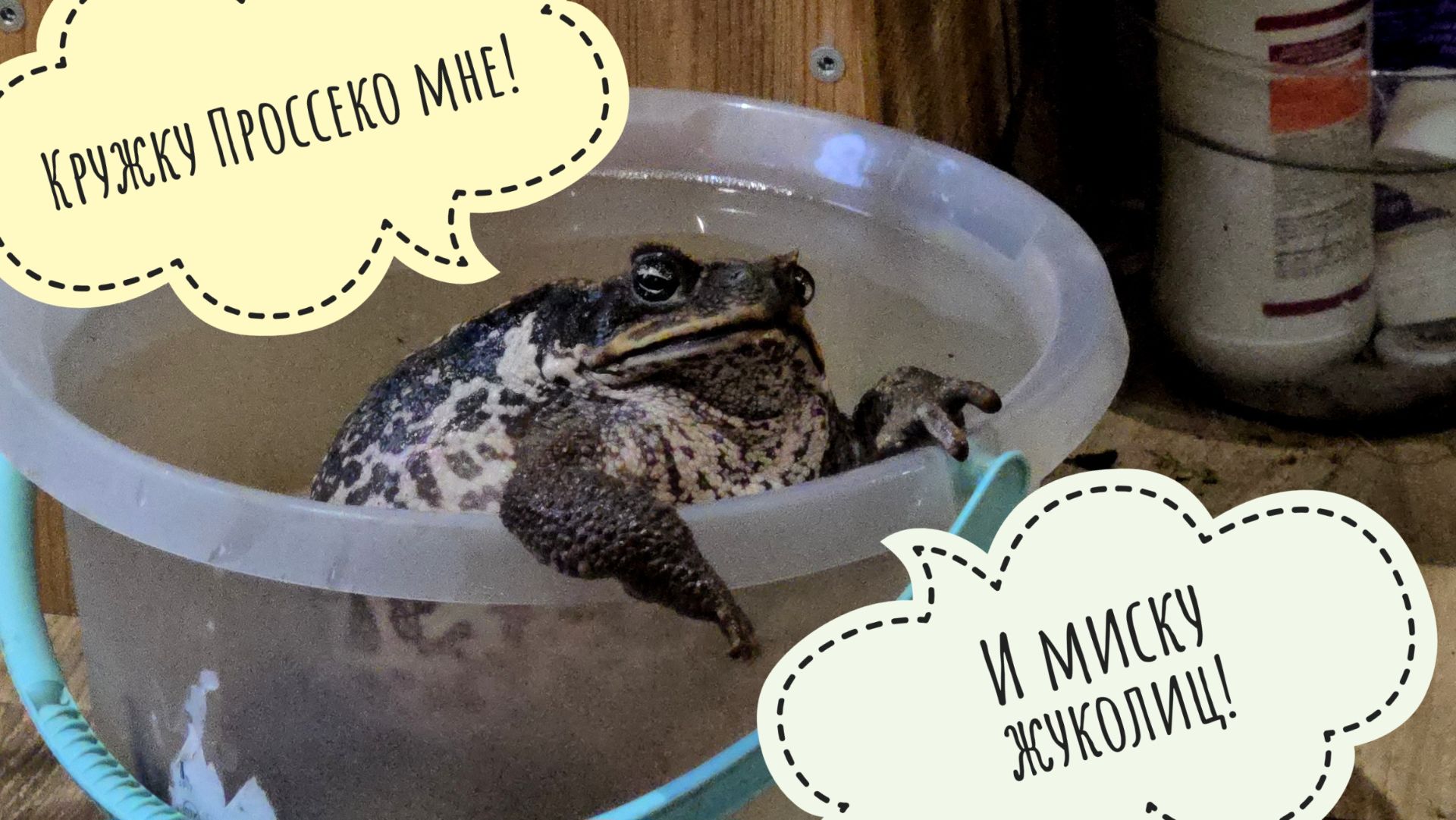 Жаба Брунгильда наводит суету и живёт свою лучшую жизнь смотреть онлайн