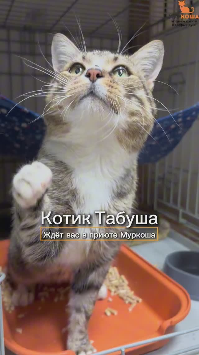 Табуша ждёт вас в приюте #Муркоша смотреть онлайн