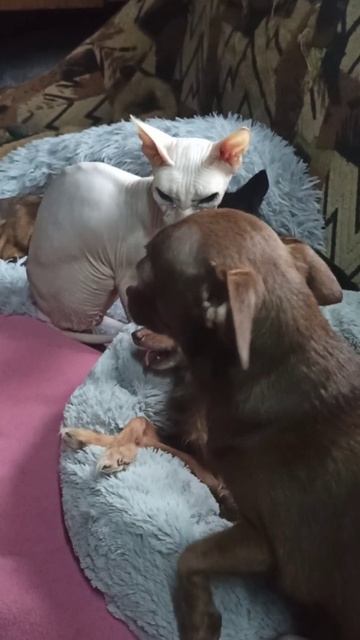 Кошка Зина и собаки... 5 декабря 2025 г. смотреть онлайн