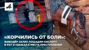 «Корчились от боли»: живодёр залил лошадям кислоту в рот и сбежал с места преступления