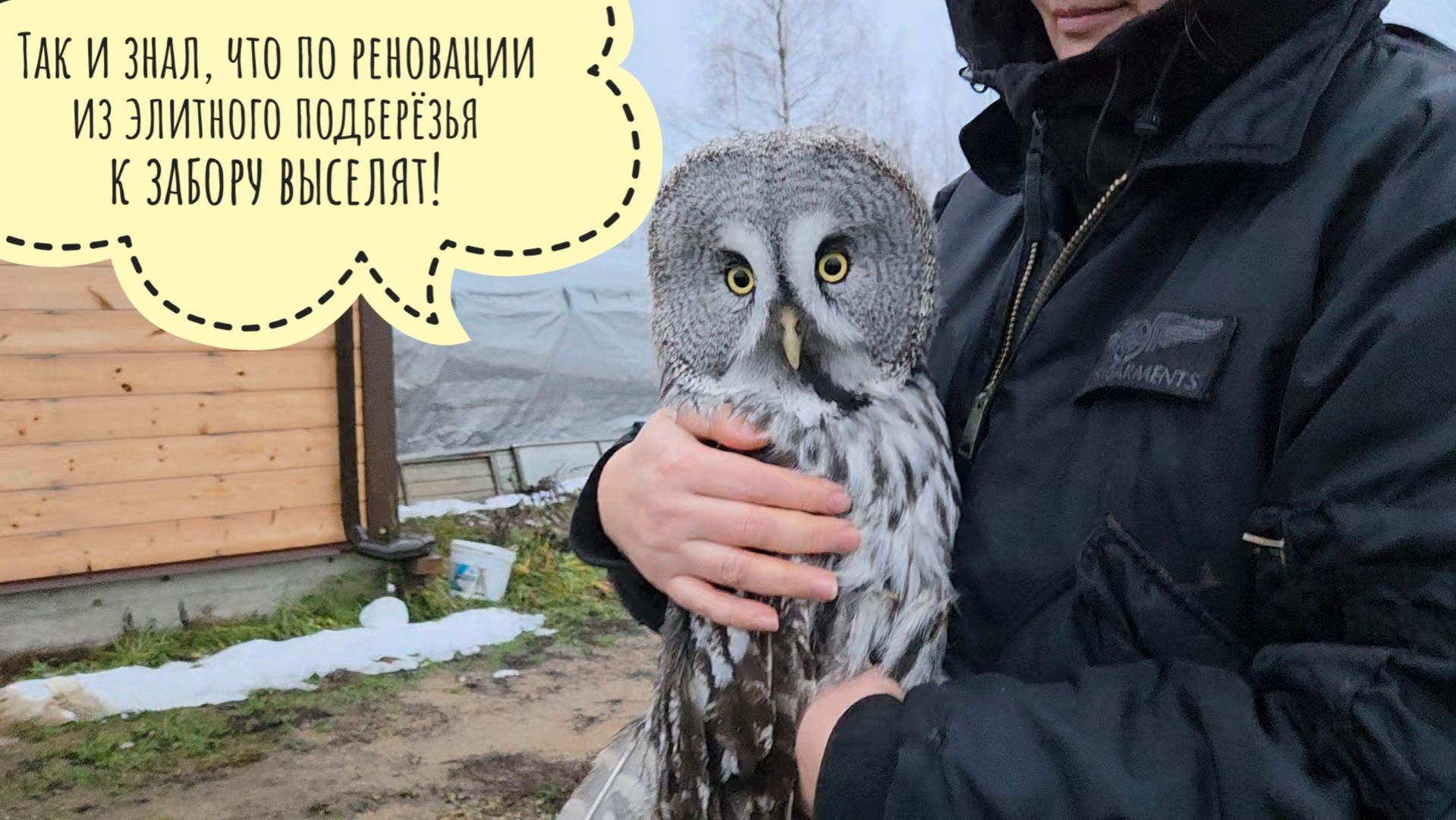 Сову неясыть Кофи выселили из родного вольера и вселили в другой под забором! Артём стройку закончил смотреть онлайн