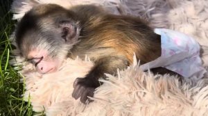 МИЛОТА! Анфиса с Моночкой стали подружками, а Финя любуется бабочками)