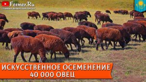 Вся правда о получении и проверке семени баранов - эксперты показывают|Искусственное осеменение овец