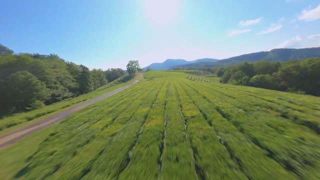 Matsesta Tea Plantations Fpv