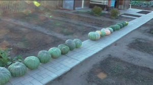 Дорожка из тротуарной плитки